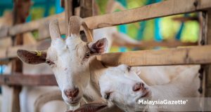 Kambing ternakan baka Saanen di ladang milik U Kambing Enterprise, Madzarul Yusuf Ahmad, 34, ketika tinjauan lensa Malaysia Gazette (MG) Perak di Kawasan Perindustrian Pusat Seramik, Chemor, Ipoh. Foto ANIQ NABILAFIQ ANUAR, 14 FEBRUARI 2026.