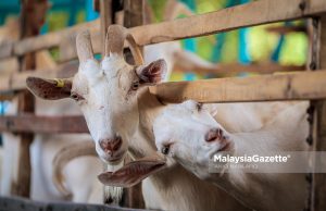 Keterjaminan makanan bermula di ladang, pertanian Perak terus diperkasa Kambing ternakan baka Saanen di ladang milik U Kambing Enterprise, Madzarul Yusuf Ahmad, 34, ketika tinjauan lensa Malaysia Gazette (MG) Perak di Kawasan Perindustrian Pusat Seramik, Chemor, Ipoh. Foto ANIQ NABILAFIQ ANUAR, 14 FEBRUARI 2026.