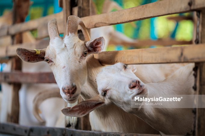 DIMENSI U KAMBING Kambing ternakan baka Saanen di ladang milik U Kambing Enterprise, Madzarul Yusuf Ahmad, 34, ketika tinjauan lensa Malaysia Gazette (MG) Perak di Kawasan Perindustrian Pusat Seramik, Chemor, Ipoh. Foto ANIQ NABILAFIQ ANUAR, 14 FEBRUARI 2026.