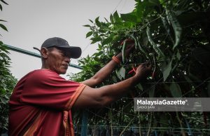 Dulu asnaf terima zakat kini jadi usahawan tani
