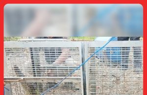Buaya Betina Sesat Dalam Tali Air Masuk Perangkap #MGFlash