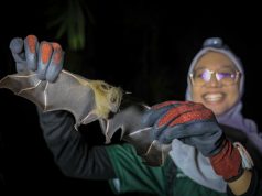Kelawar jadi ‘detektif’ biodiversiti landskap sawit