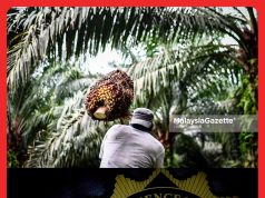 SPRM Teliti Maklumat Program Tanam Semula Sawit Felda Palong 7 #MGFlash