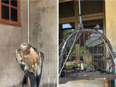 Lelaki ditahan miliki hidupan liar tanpa dokumen sah di Kota Bharu
