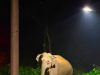 Perhilitan siasat aduan gajah liar di Kampung Pengkalan Gelugor