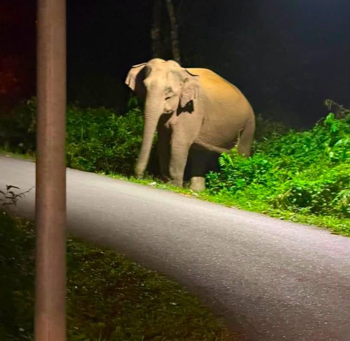 gajah liar
