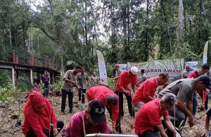 3,965 hektar kawasan hutan paya laut di seluruh negara berjaya dipulihkan