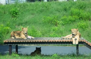 Suspected heatstroke kills three lions at Japan zoo