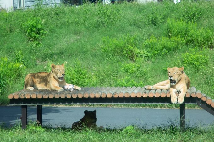 lions