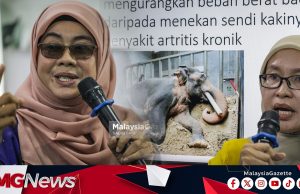 NGO Desak Henti Hantar Gajah Ke Luar Negara, Dakwa Banyak Kes Pengabaian