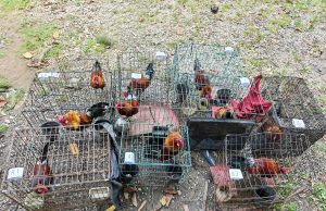 PGA rampas 10 ekor ayam hutan, empat ekor burung serindit dipelihara sebagai hobi