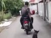 Veterinar kenal pasti 2 lelaki didakwa heret anjing di Jelutong