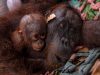 Orang utan, anak diselamatkan daripada kebakaran hutan di Indonesia
