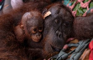 Orang utan, anak diselamatkan daripada kebakaran hutan di Indonesia