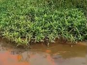 Sungai Sembrong dicemari sisa minyak punca ikan, udang ditemui mati