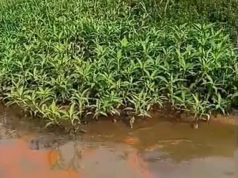 Sungai Sembrong dicemari sisa minyak punca ikan, udang ditemui mati
