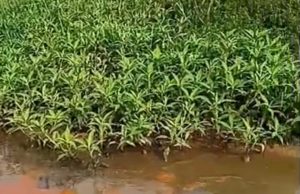 Sungai Sembrong dicemari sisa minyak punca ikan, udang ditemui mati