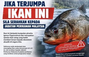 DNA bakal tentukan piranha atau pacu di Empangan Klau – DOF