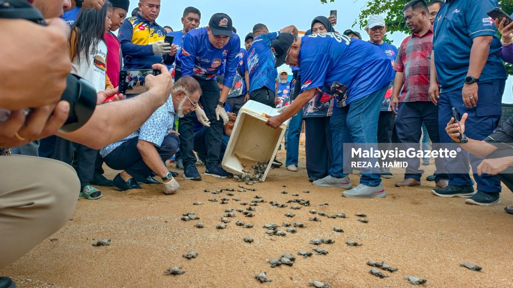 Ab Rauf melakukan gimik melepaskan sebahagian daripada 630 ekor anak penyu karah sempena program Wakil Rakyat Untuk Rakyat (WRUR) DUN Tanjung Bidara di Pusat Konservasi dan Penerangan Penyu , Padang Kemunting, Masjid Tanah, hari ini.