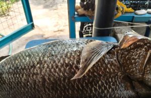 Selepas 15 tahun ikan kanai muncul di Sungai Kuala