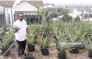 Mula 100 anak pokok nanas, kini 300 ditanam atas bumbung konkrit