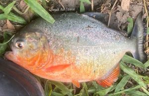 Ikan piranha kedua ditemukan di kawasan Empangan Klau