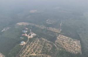 Lebih 7,000 hektar hutan simpan diteroka, sindiket haram disyaki berselindung di sebalik nama Orang Asli