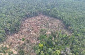 Pahang rugi RM387.8j akibat penerokaan haram Hutan Simpan Kekal Tasek Bera