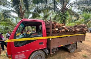 Lori sawit disita, 2 ditahan ketika operasi UPNP di Hutan Simpan Tasek Bera