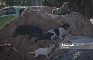 Rabies: JPVK ingatkan orang ramai jangan ambil tindakan sendiri