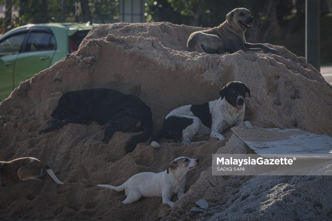 MGF04082026 - ANJING-8