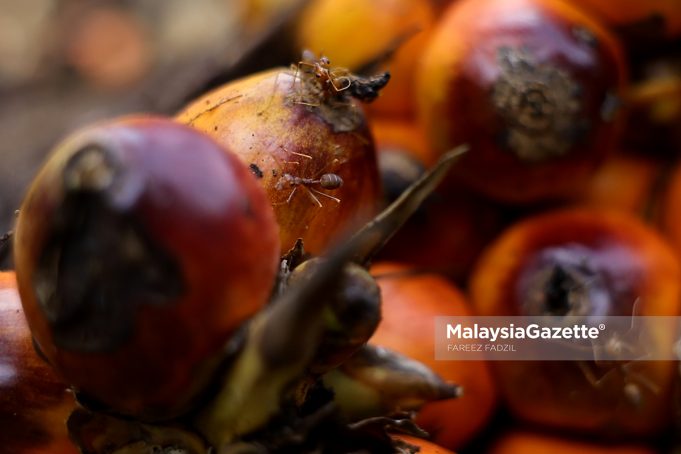 FGV LADANG BUAH SAWIT MAOKIL 07