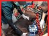 Orang Utan Mati Akibat Kebakaran Hutan Di Kalimantan #MGFlash