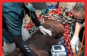 Orang Utan Mati Akibat Kebakaran Hutan Di Kalimantan #MGFlash