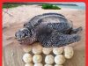 Kali Kedua Penyu Belimbing Bertelur Di Terengganu Dalam Tempoh 7 Tahun #MGFlash