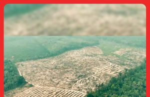 Penerokaan Haram Hutan Simpan Kekal Tasek Bera: Pahang Rugi RM387.8j #MGFlash