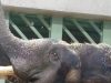 Isu DAK: PERKAM bidas MPT, jangan hanya bergantung laporan Zoo Tennoji