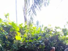 Lelaki OKU hilang dipercayai masuk ke ladang kelapa sawit