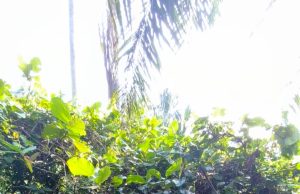 Lelaki OKU hilang dipercayai masuk ke ladang kelapa sawit